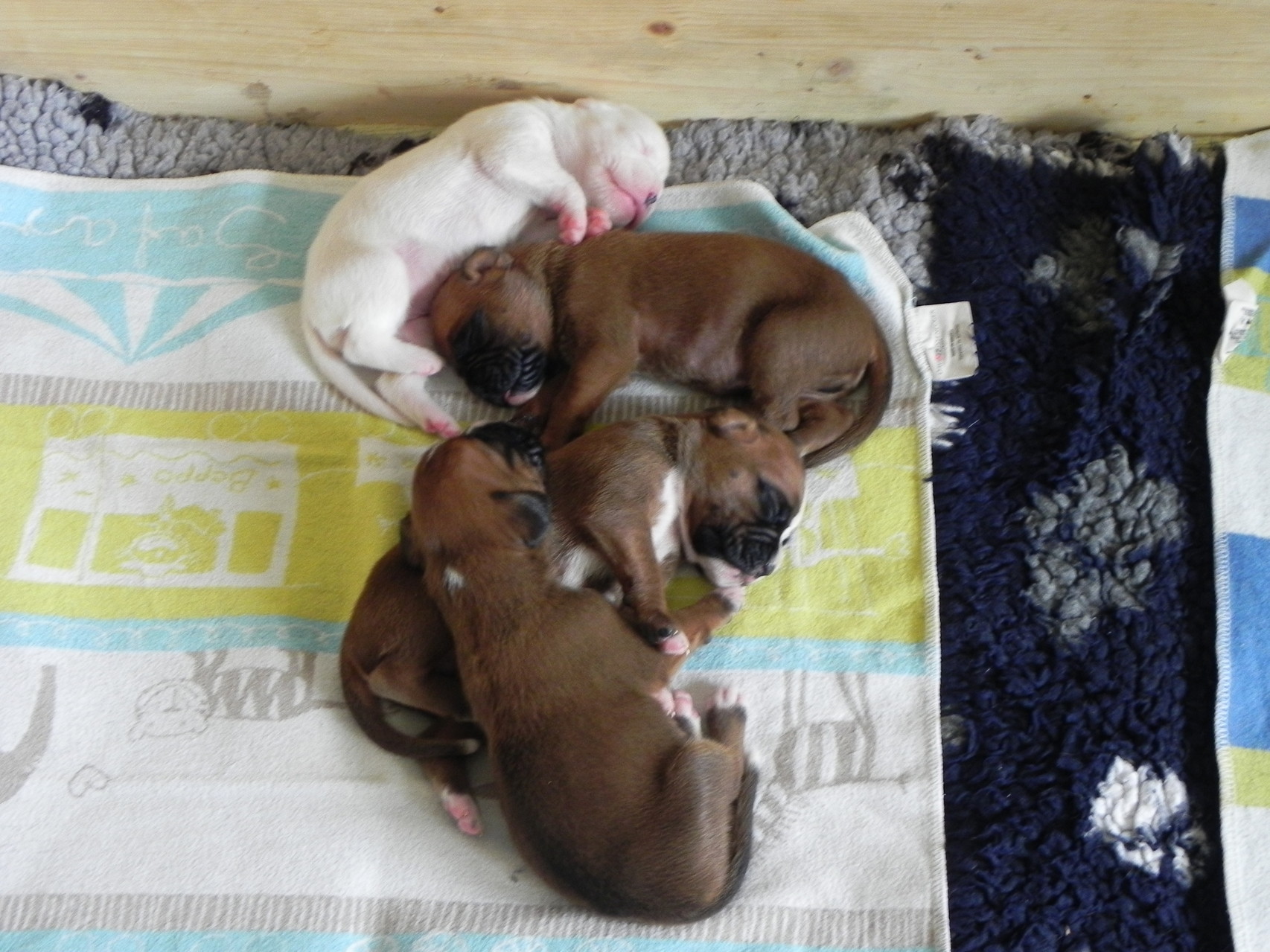 Daisy, Dayo, Duala und Duke am chuschele.