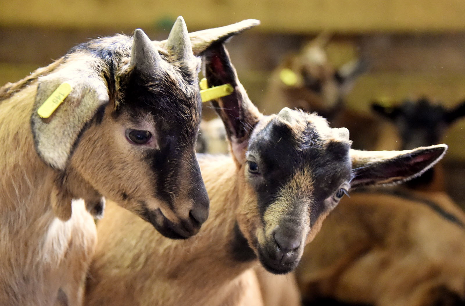 visite ferme et chevrerie du brabant