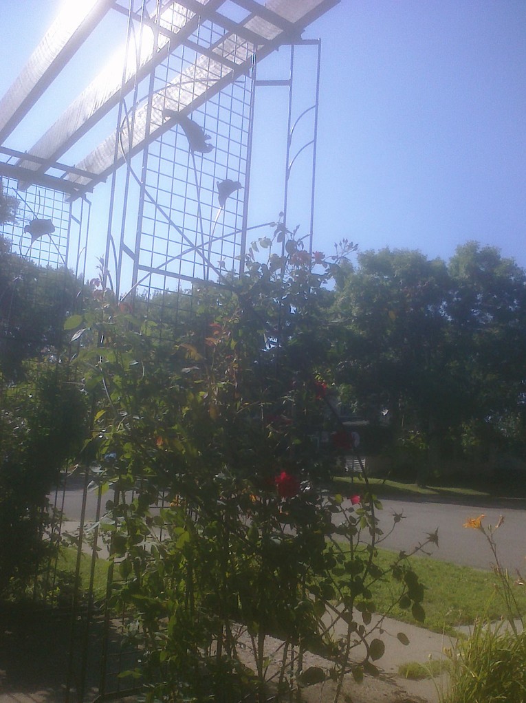 Custom climbing rose arbor