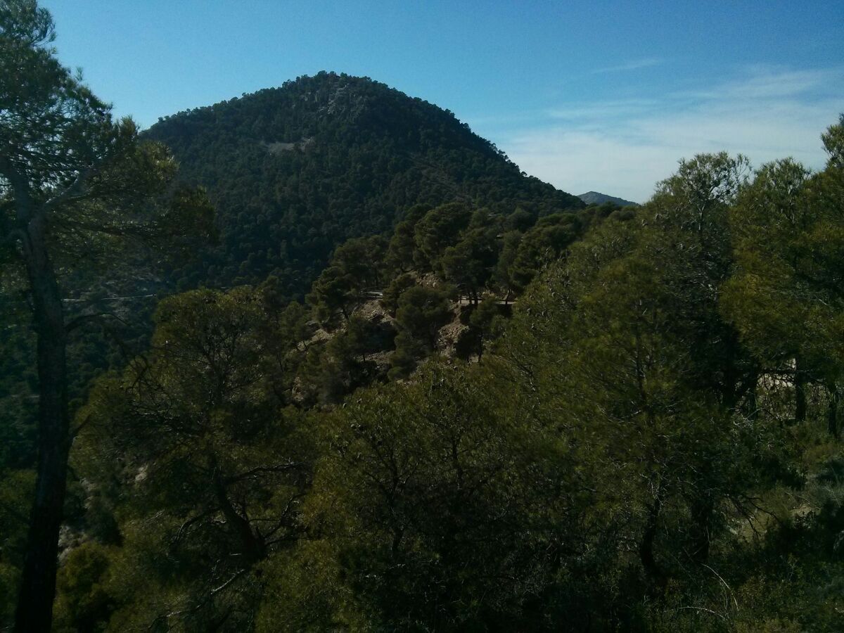 reichhaltige grüne Vegetation