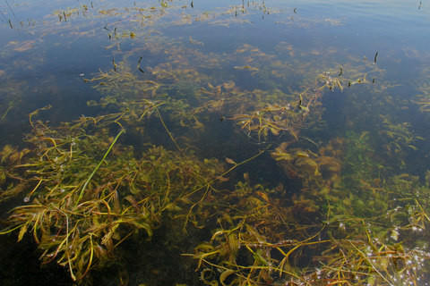 Mix of large leaf pond weed, Illinois, and white stem pond weeds.