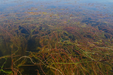 Hybrid water-milfoil.