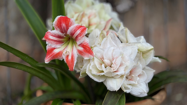 Amaryllis
