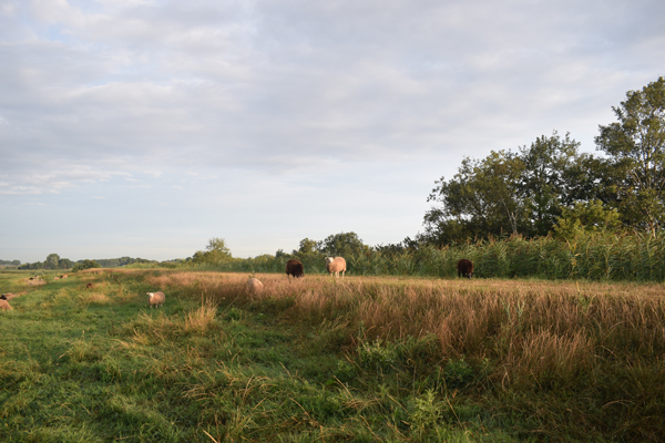 Dijk schapen