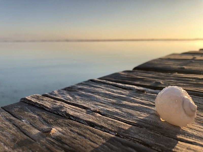 A lonely shell on the pier for sunrise, still wet from the morning mist