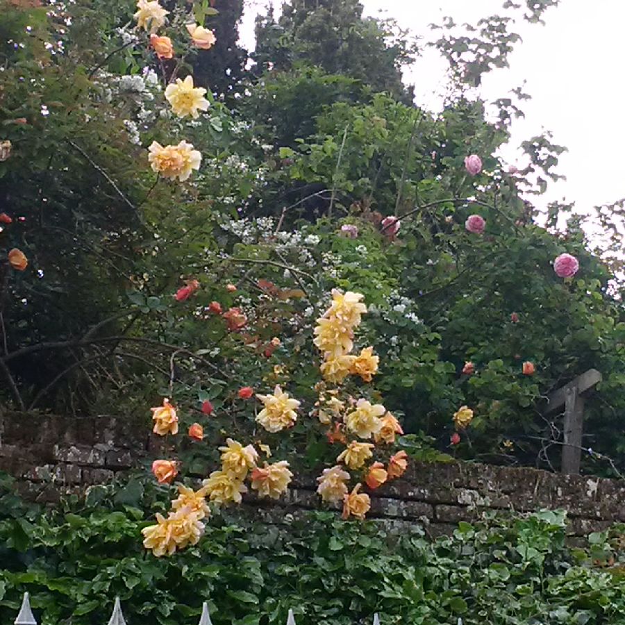 les roses en fleur au jardin