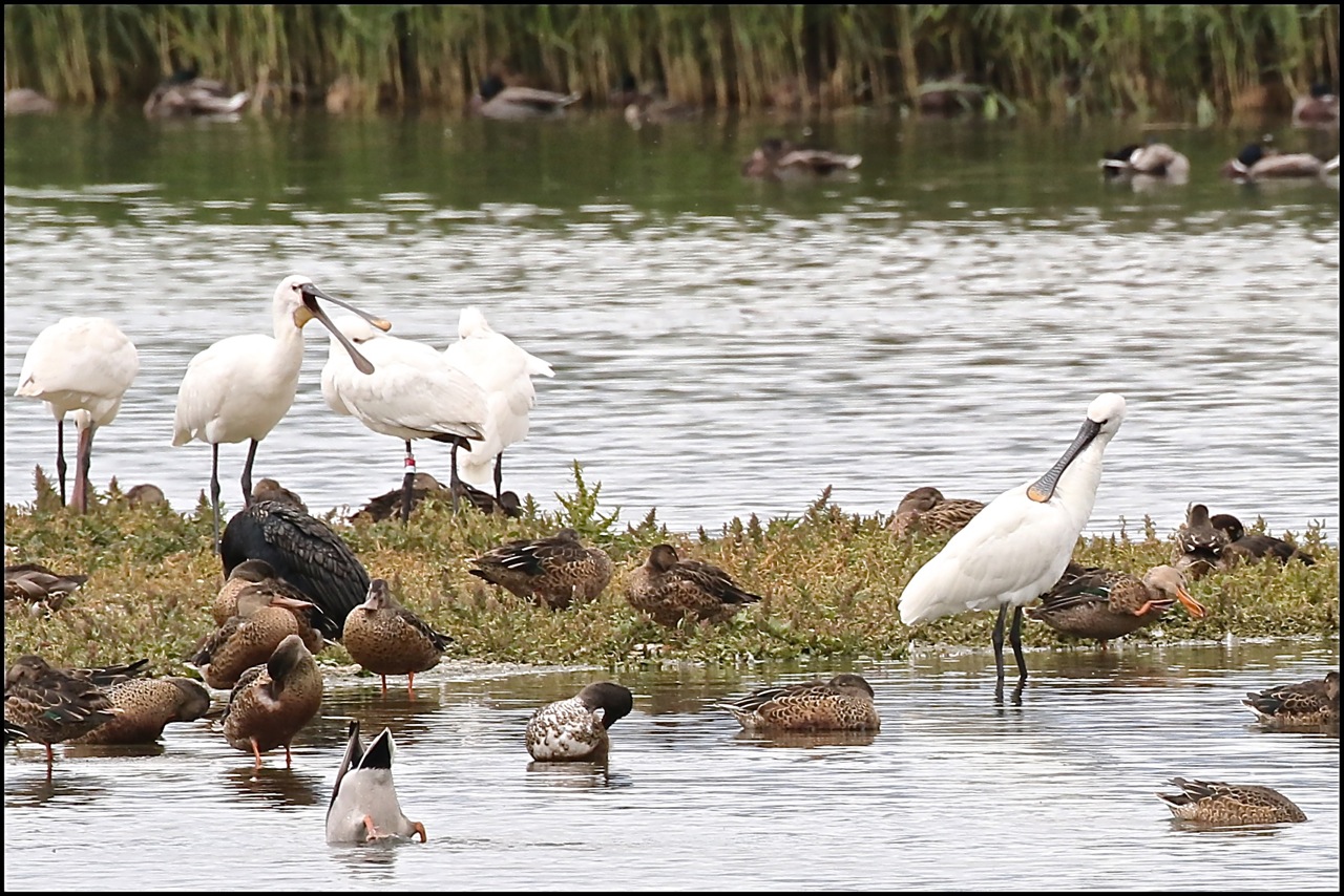 les oiseaux de la Baie