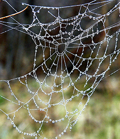 DIEU crée à travers les pures créatures