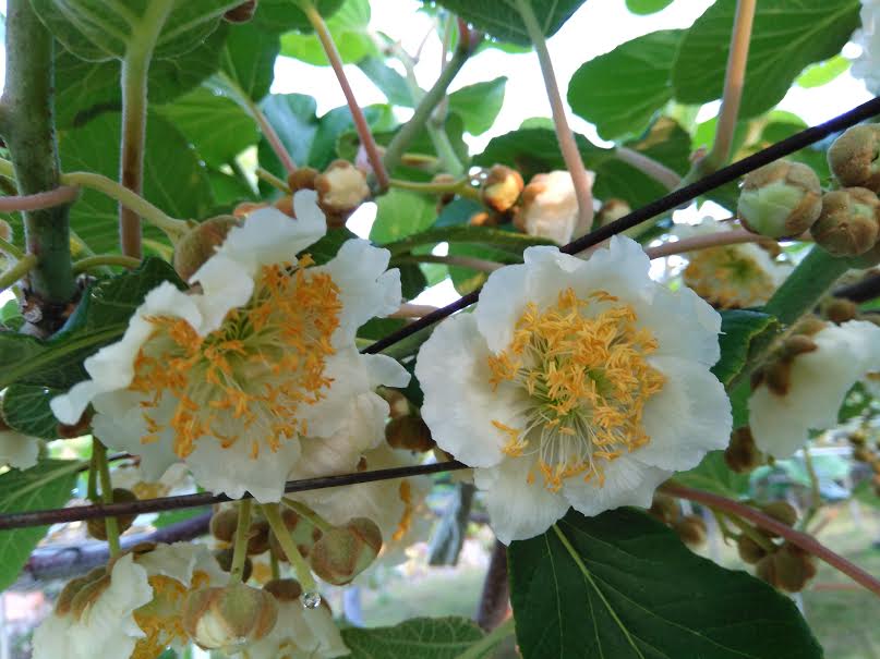 キウイフルーツの花が咲きました 塩谷すももキウイ農園 貴陽 キウイフルーツの花が咲きました 塩谷すももキウイ農園 貴陽