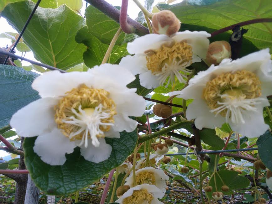 キウイの花が咲きました 塩谷すももキウイ農園 貴陽 キウイの花が咲きました 塩谷すももキウイ農園 貴陽