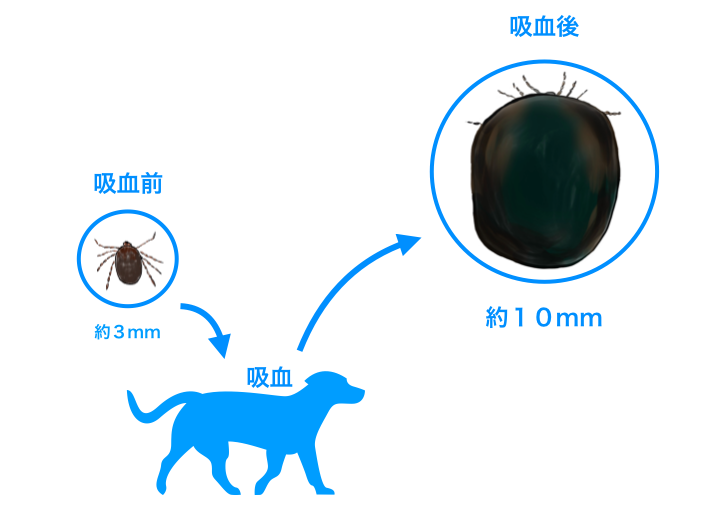 マダニとは 関根動物病院ホームページ