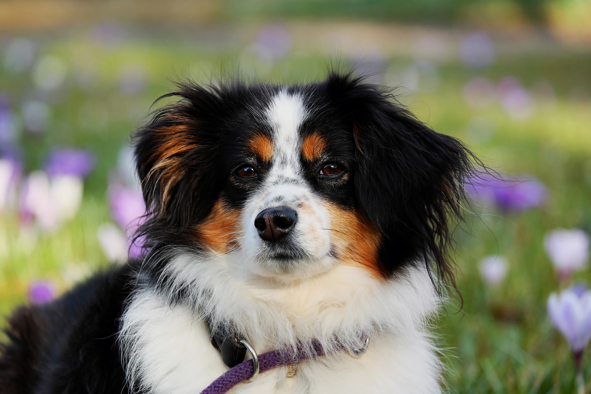 犬のフィラリア ノミ マダニ予防薬 関根動物病院ホームページ 犬のフィラリア ノミ マダニ予防薬 関根動物病院ホームページ