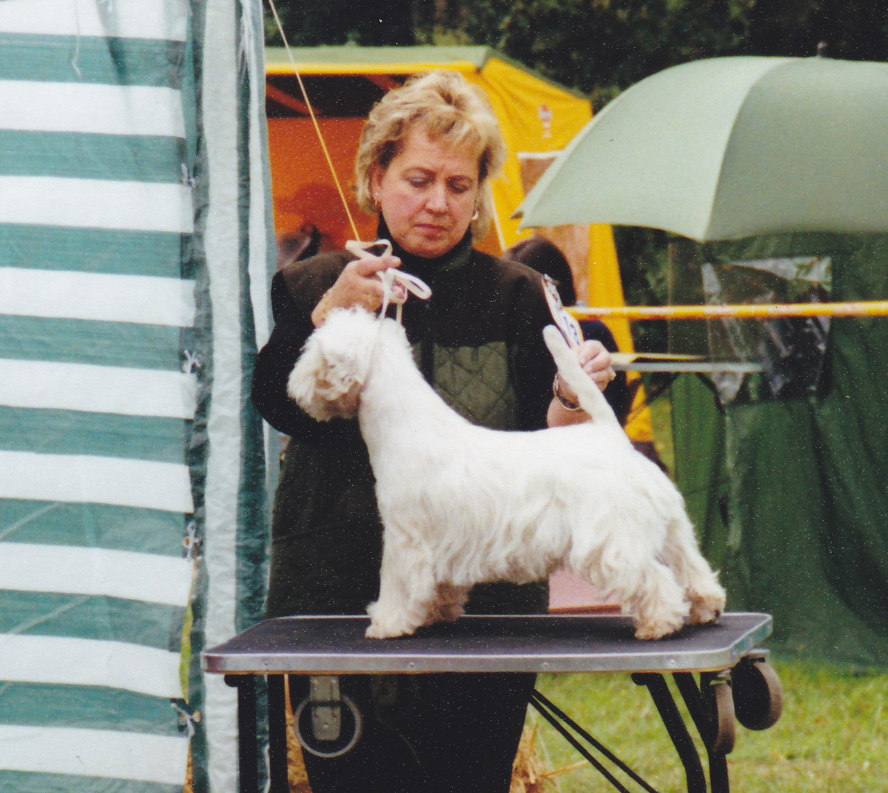 Westie Ausstellungserfolge Von Den Hebriden Berlin Brandenburg Westie West Highland White Terrier Kennel Von Den Hebriden