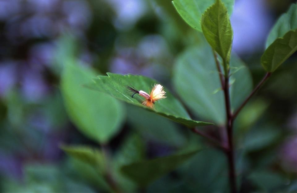 Orange Humpy by K.Mochizuki  Fujichrome Provia100   Photo:齋藤直樹