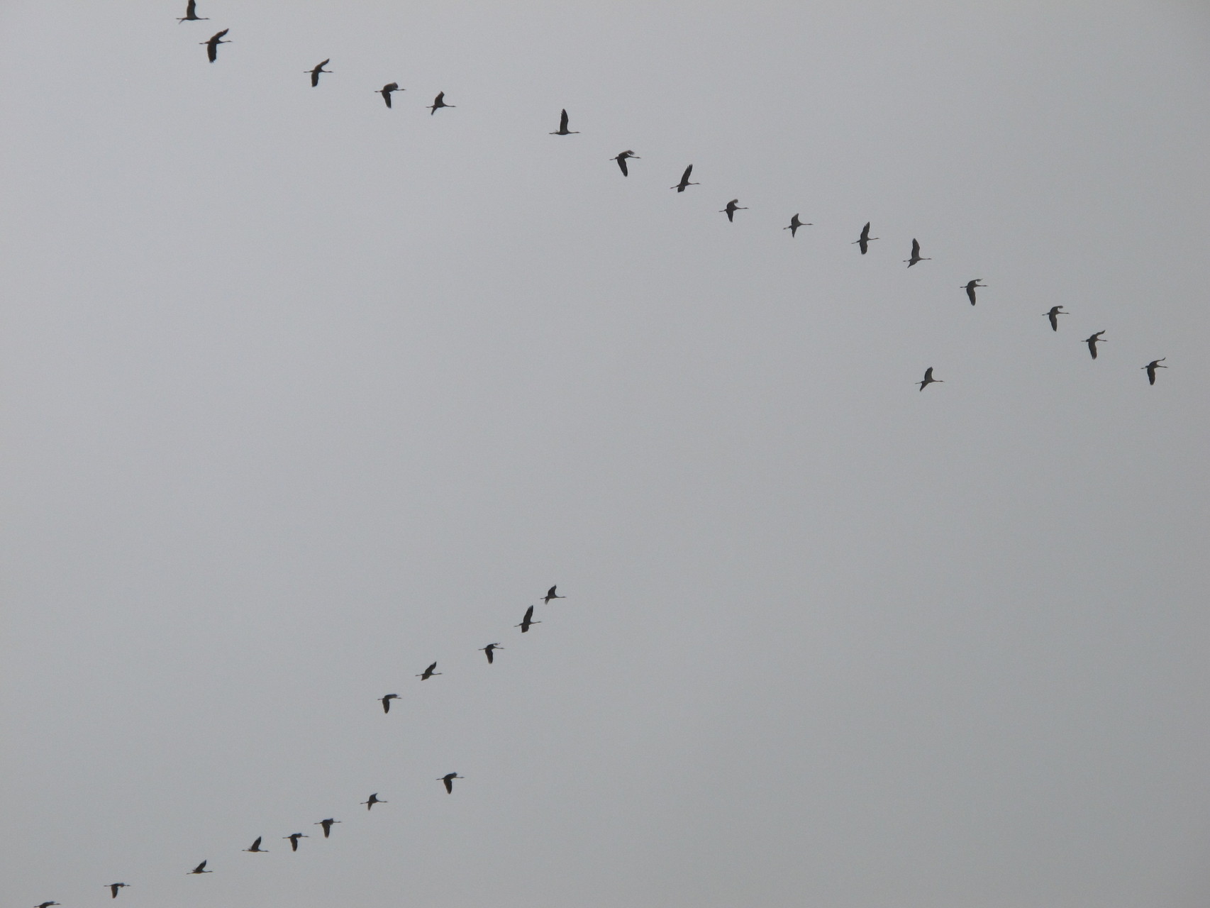 Passage de grues au dessus de la maison
