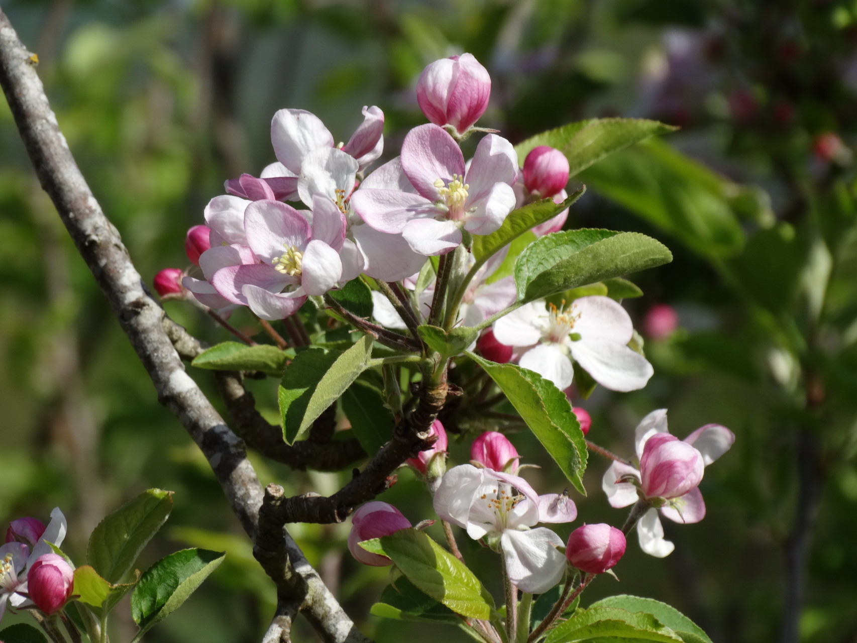 Les arbres fruitiers du jardin au printemps