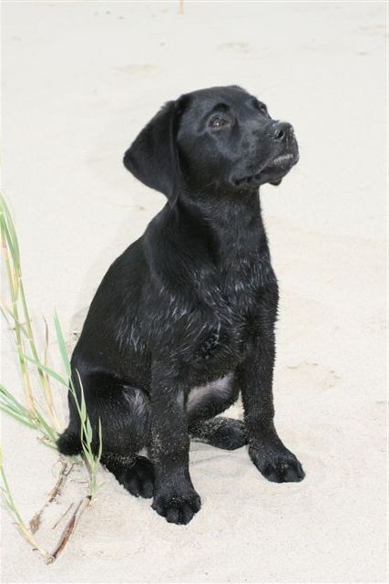 Jolina am Elbstrand