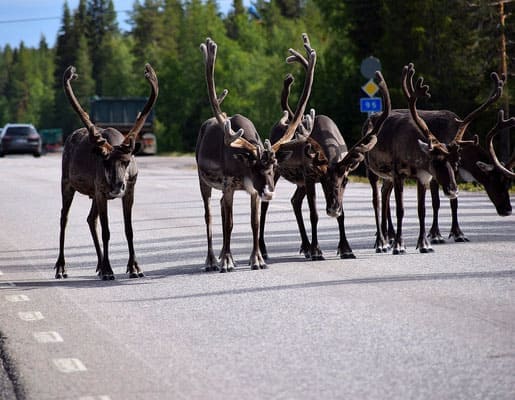 Rentiere auf der Straße in Lappland - Foto Pixabay