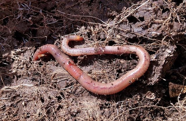 Komposter bauen im Garten: So werden Abfälle zu Bio-Dünger