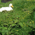 Enten allein in Niedersachsen