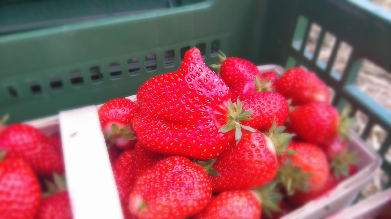 Daumen hoch für unsere Erdbeeren