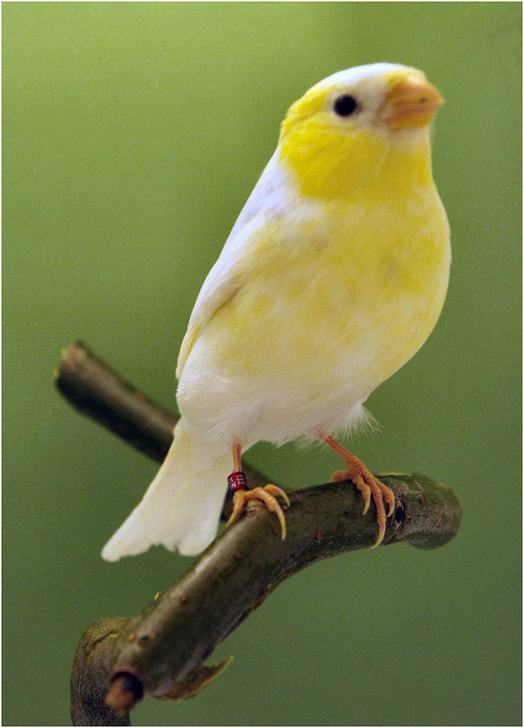 Ciuffolotto bianco giallo maschio