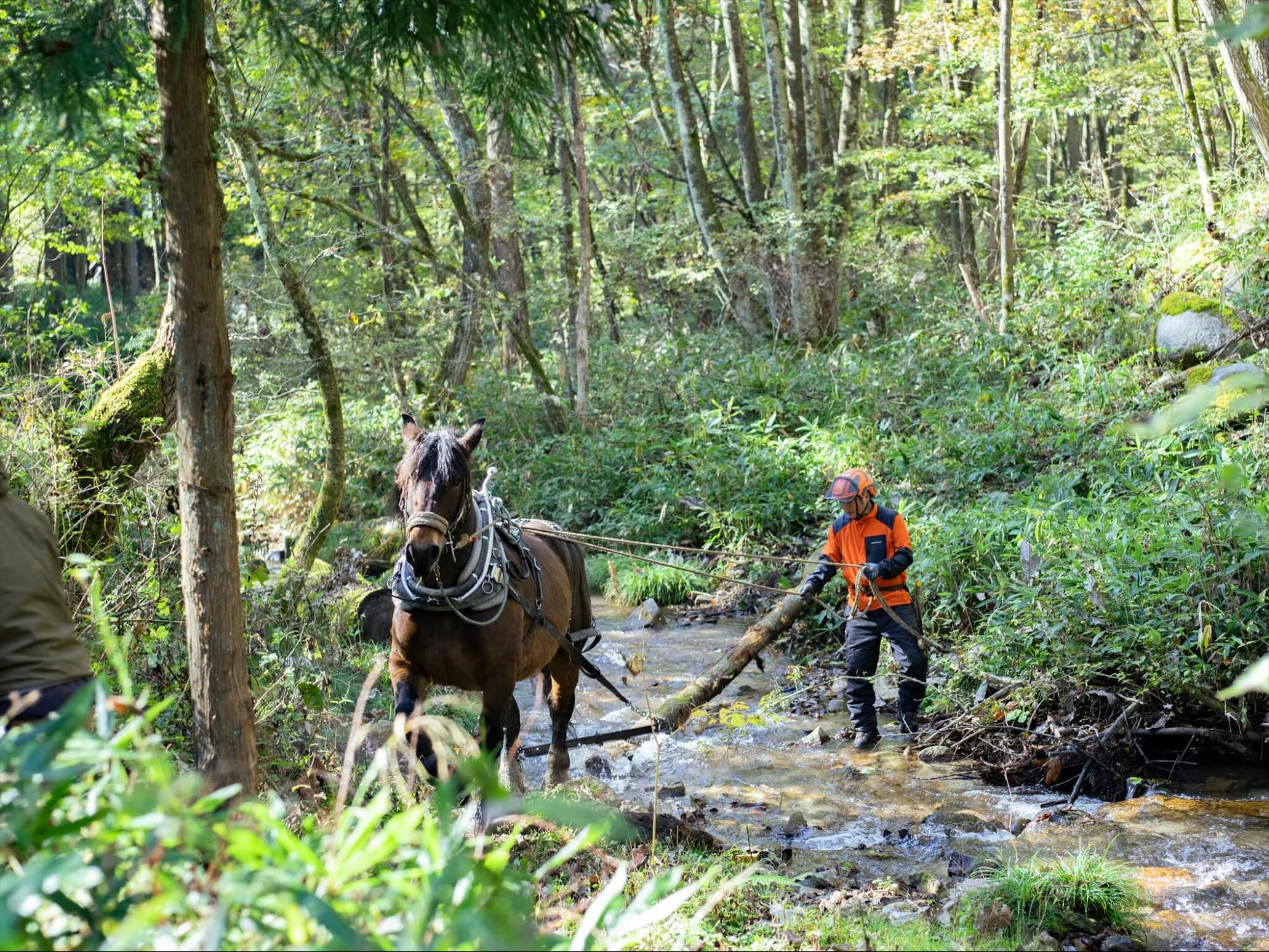 乗馬だけじゃない！全国にいる働く馬たち