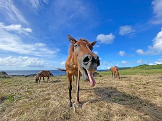 与那国馬ポストカードの制作秘話とおすすめの使い方