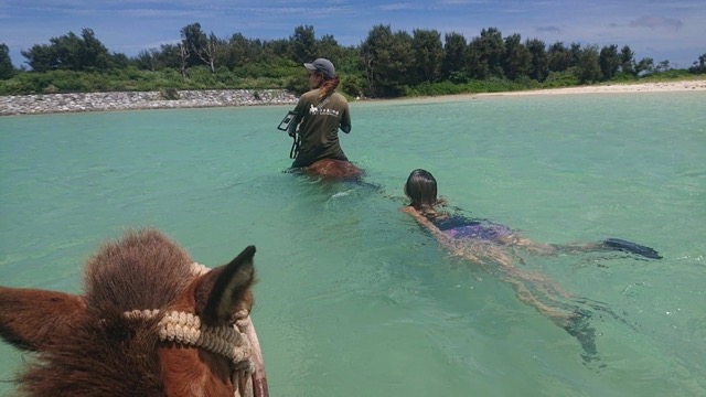 今年も海馬遊びが始まりました！馬と海に入れる「海馬遊び」
