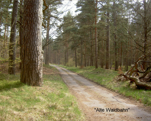 Viele km Asphaltstrecke mitten im einsamen Wald, nur zum Radeln und Wandern  (beginnt nah bei Carinhall, endet gut 1 km vor Michen (Werbellinsee). 
