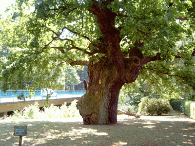 Friedenseiche in Eichhorst (unweit Werbellinsee). - 600 Jahre alt --- Foto von 2008. Der Baum ist jetzt etwas beschädigt.