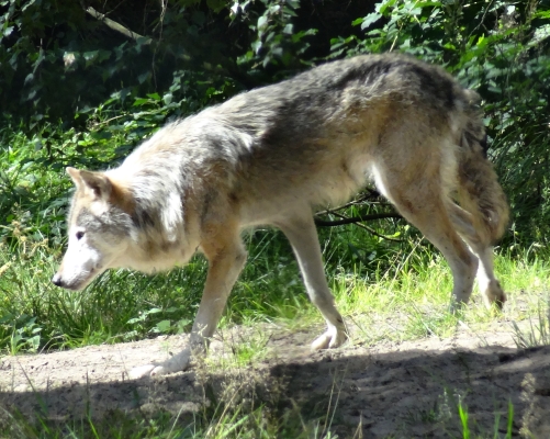 Wolf im großen Gehege des Wildparks. Große Attraktion sind die nächtlichen Führungen bei Vollmond!