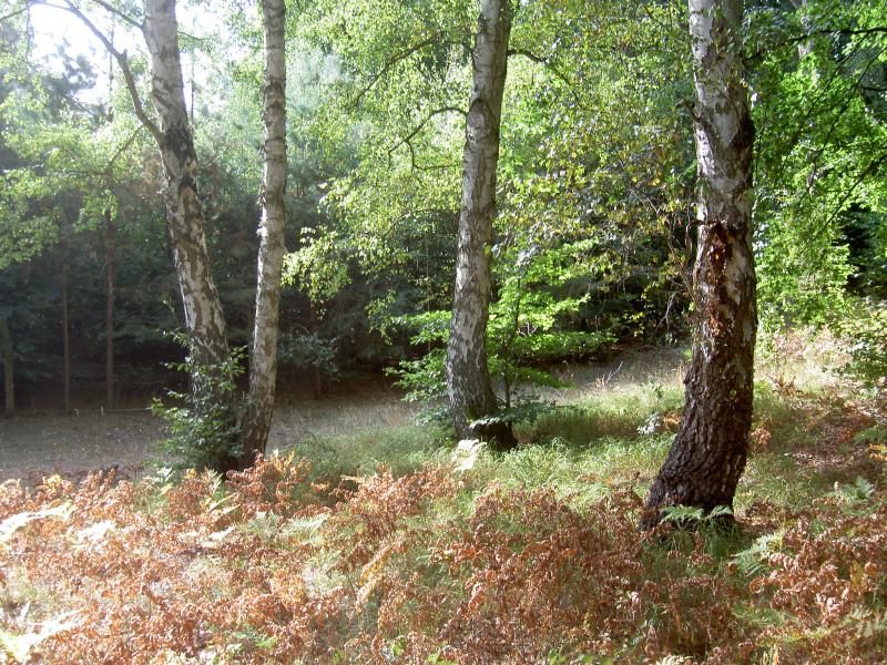 Wald-Ästhetik mit Birken