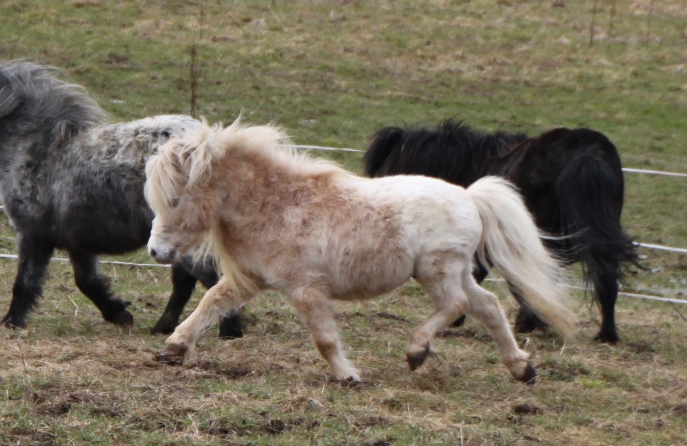 Taken as a wooly 19 years old senior Stallion