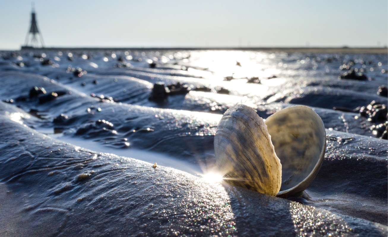 Wattenmeer