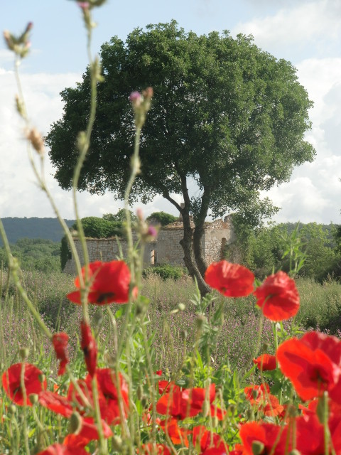 Frühling in Istrien