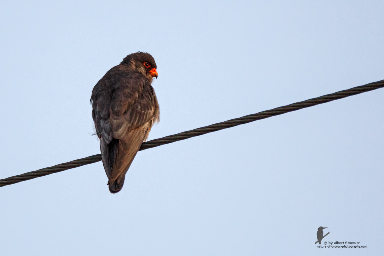 Falco amurensis - Amur falcon male - Amurfalke, Cyprus, Agia Varvara - Anarita, Paphos, Mai 2016