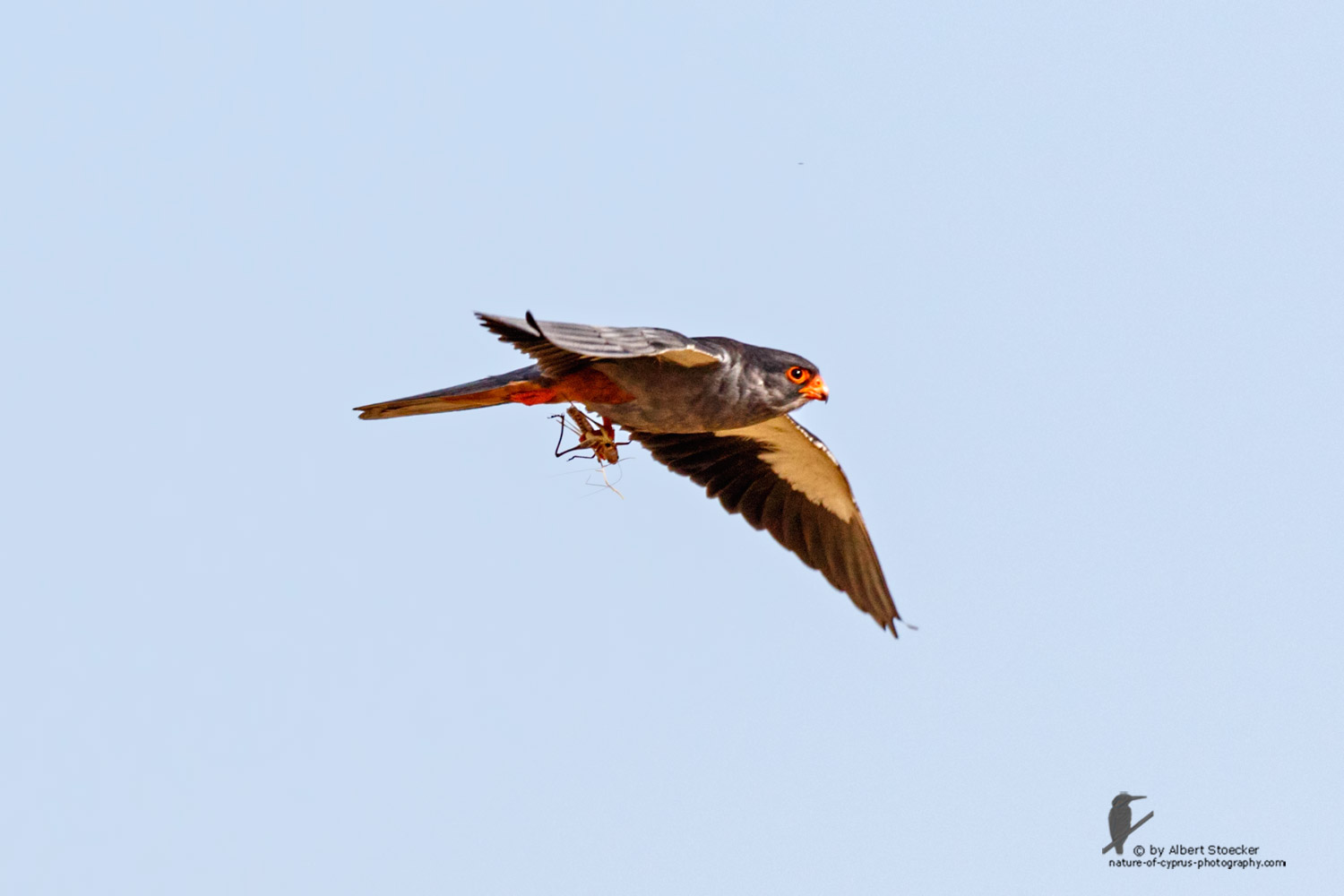 Falco amurensis - Amur falcon - Amurfalke, Cyprus, Agia Varvara - Anarita, Paphos, Mai 2016