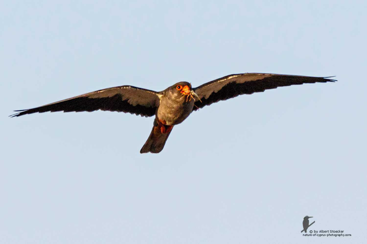 Falco amurensis - Amur falcon - Amurfalke, Cyprus, Agia Varvara - Anarita, Paphos, Mai 2016