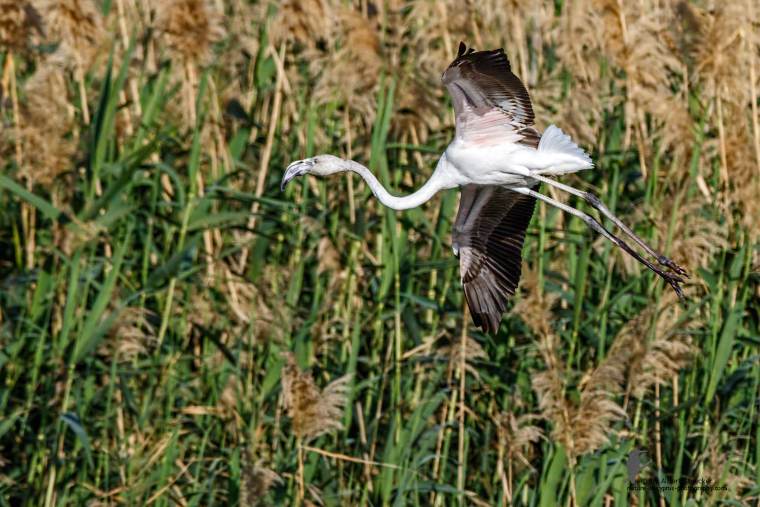 Phoenicopterus ruber - Greater Flamingo (juvenile) - Rosaflamingo, Cyprus, Zakai Marsh, March 2016