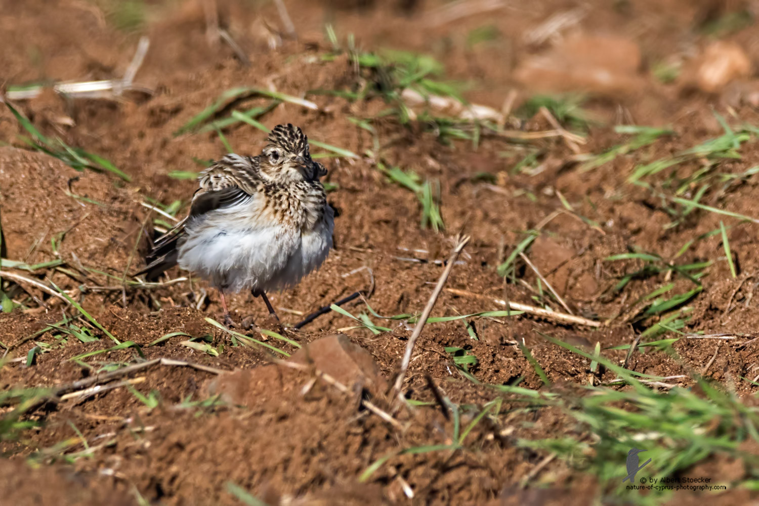 Alauda arvensis - Eurasian Skylark - Feldlerche, Cyprus, Mandria Fields, January 2016