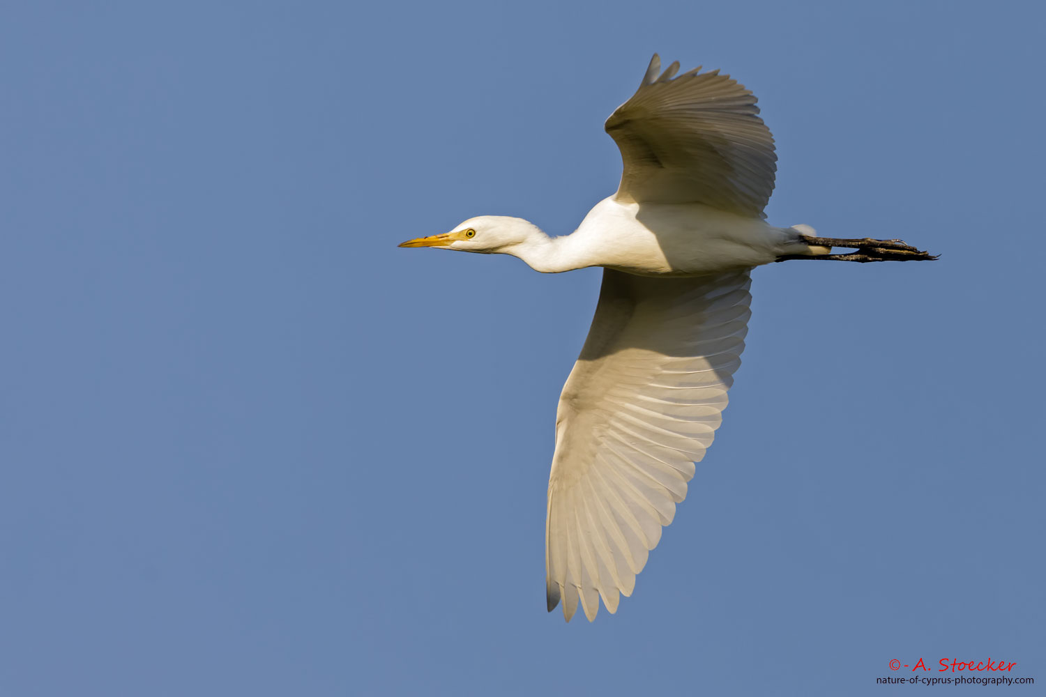 Silberreiher, Great Egret, Casmerodius albus, Cyprus, Limassol. Akrotiri - Zakaki Marsh, Juli 2018,