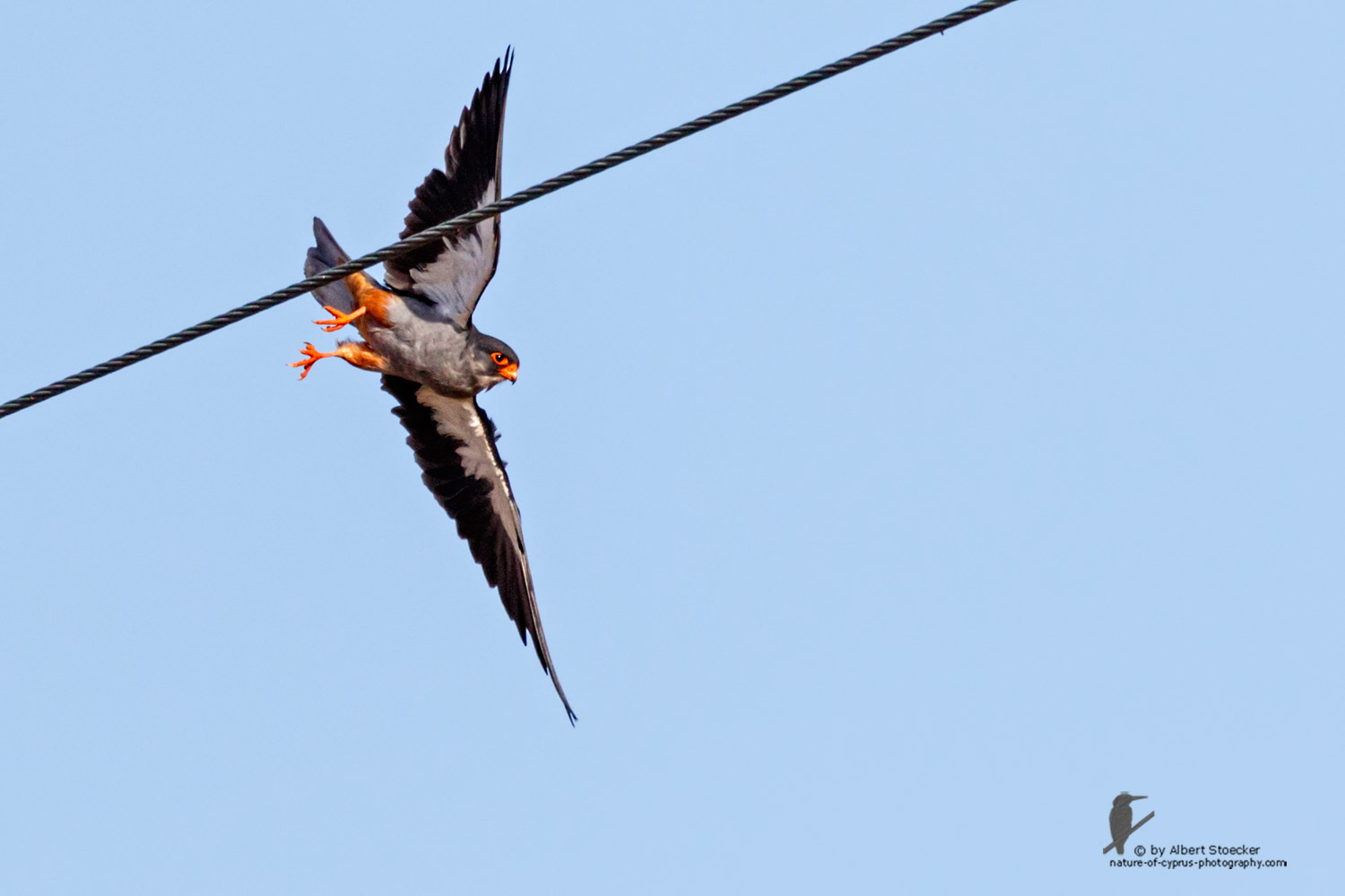 Falco amurensis - Amur falcon - Amurfalke, Cyprus, Agia Varvara - Anarita, Paphos, Mai 2016