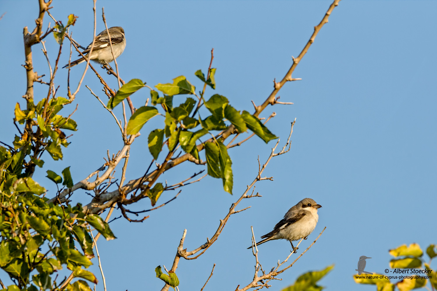 Lanius minor - Lesser Grey Shrike - Scharzstirnwuerger, Cyprus, Mandria Fields, August 2016