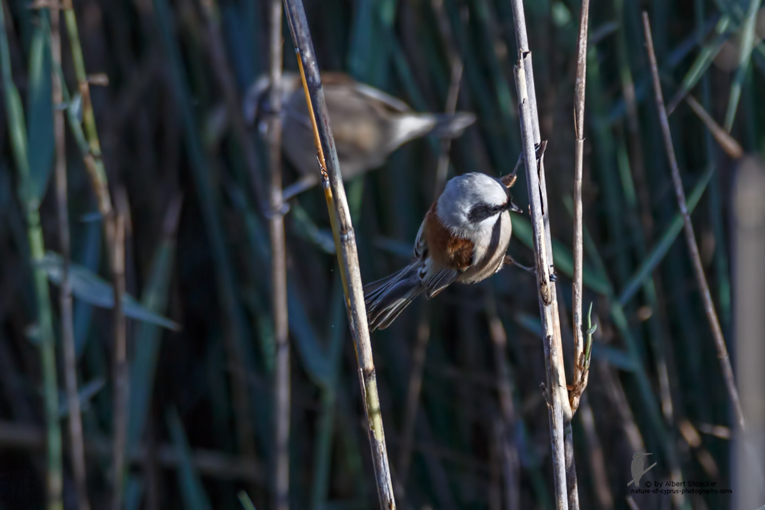 Remiz pendulinus - Penduline Tit - Beutelmeise, Cyprus, Zakai Marsh, March 2016