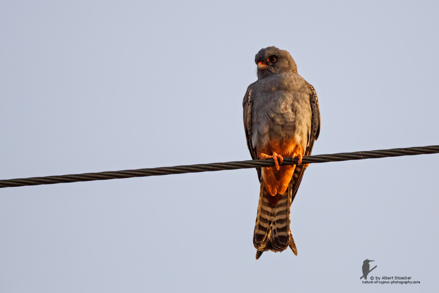 Falco vespertinus - Red-footed Falcon, male, juv, - junger Rotfußfalke, Cyprus, Agia Varvara-Anarita, Mai 2016