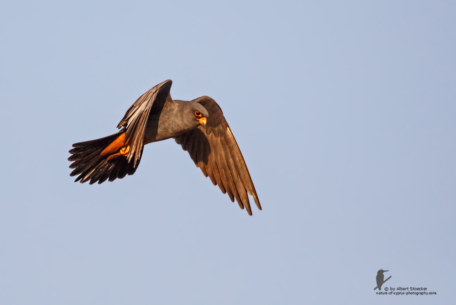 Falco vespertinus - Red-footed Falcon, male, Rotfußfalke, Cyprus, Agia Varvara-Anarita, Mai 2016