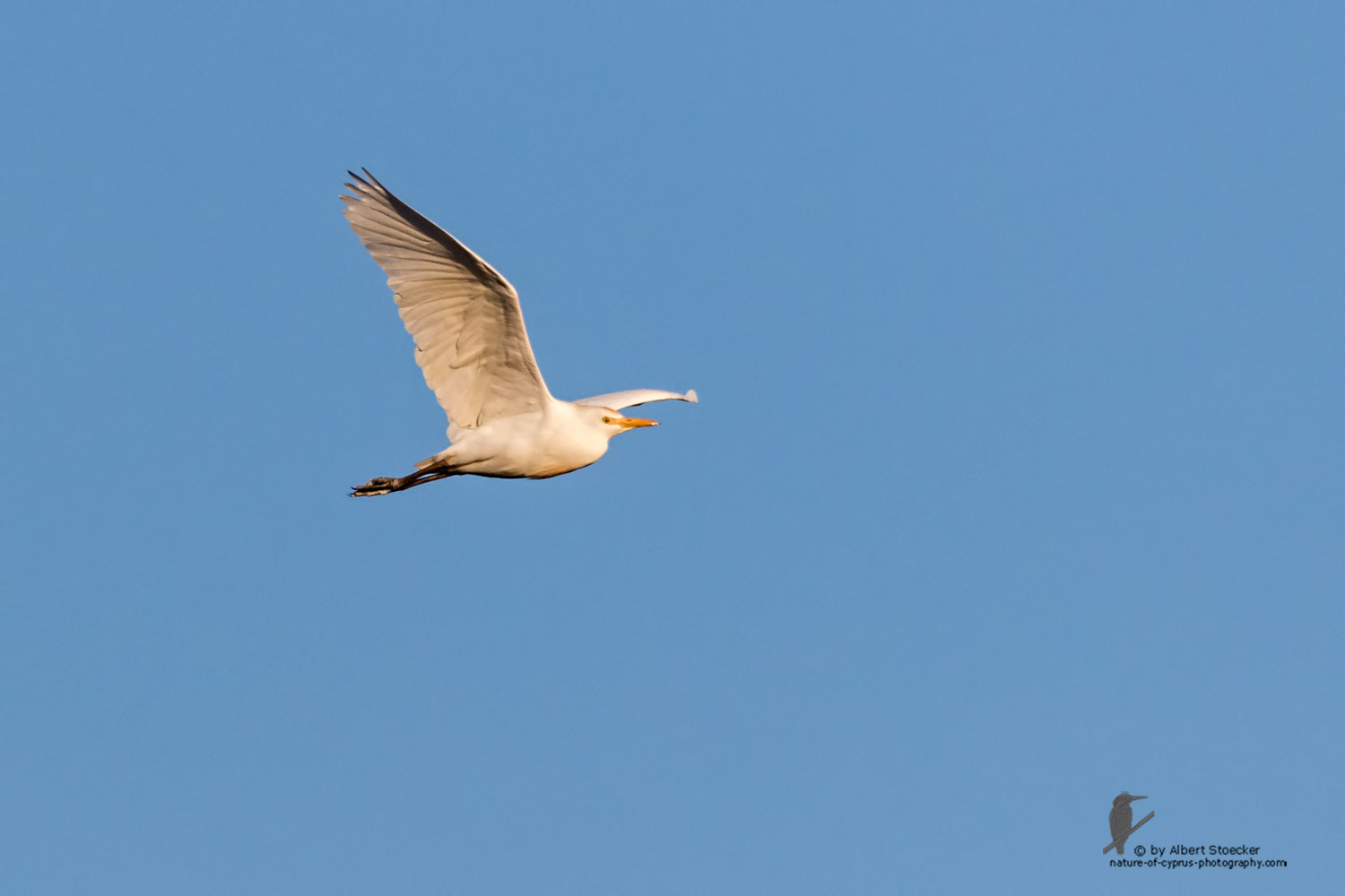 Bubulcus ibis - Cattle Egret - Kuhreiher, Cyprus, Oroklini Lake, January 2016