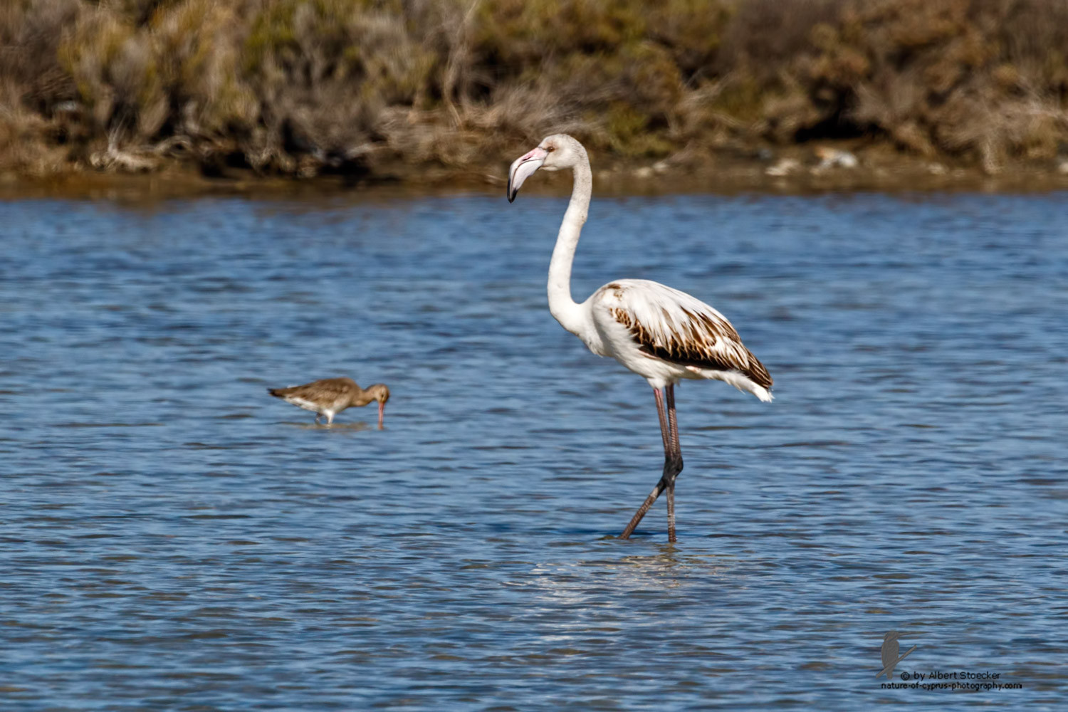 Phoenicopterus ruber - Greater Flamingo (juvenile) - Rosaflamingo, Cyprus, Zakai Marsh, March 2016
