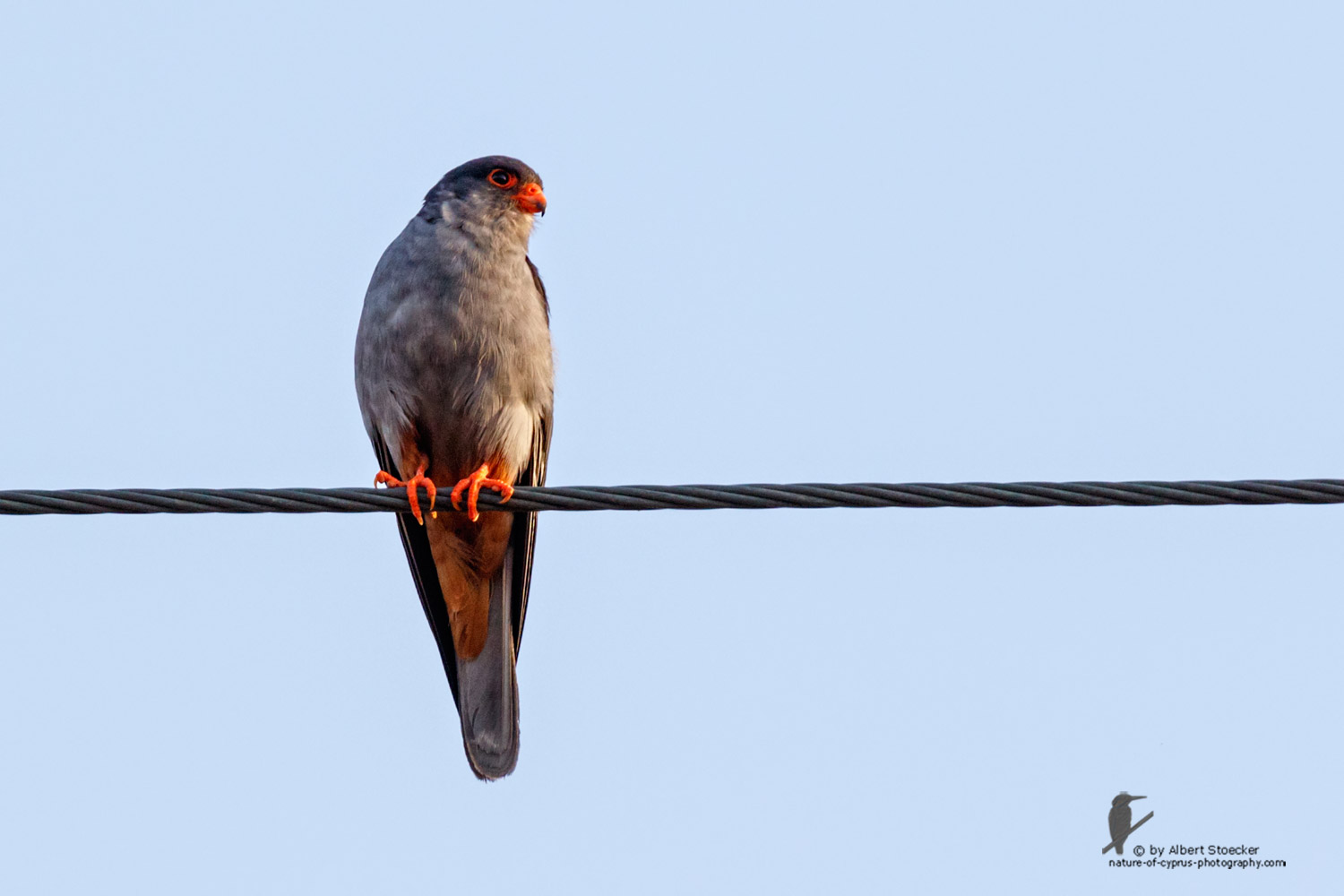 Falco amurensis - Amur falcon male - Amurfalke, Cyprus, Agia Varvara - Anarita, Paphos, Mai 2016